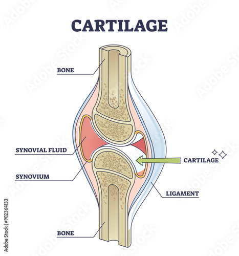 Cartilage elastic tissue location in body and leg structure outline diagram, transparent background. Labeled educational description with healthy side view of orthopedic components illustration.