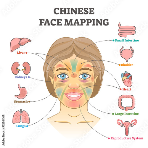 Chinese face mapping as alternative medicine health diagnosis outline diagram, transparent background. Internal disease detection using skin condition checkup on specific head regions.
