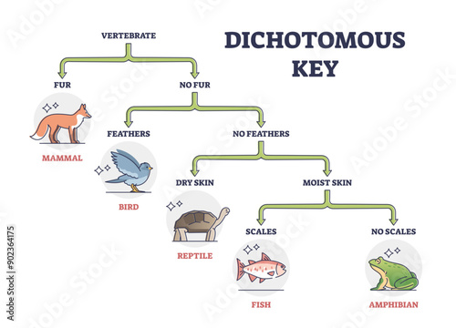 Dichotomous key as scientific organisms identification tool outline diagram, transparent background. Labeled educational flowchart with living vertebrate division in classes.