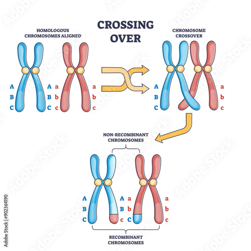 Crossing over chromosomes and homologous division process outline diagram, transparent background. Labeled educational gene reproduction and replication to recombinant stage illustration.