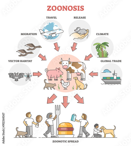 Zoonosis infectious disease transfer from animal to human outline diagram, transparent background. Virus or bacteria illness transmission scheme from wildlife.