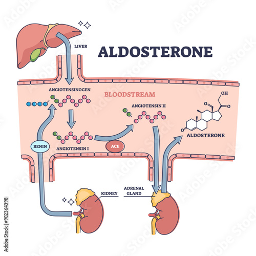 Aldosterone mineralocorticoid steroid hormone release process outline diagram, transparent background. Labeled educational scheme with anatomical angiotensinogen.