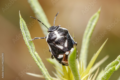 Eurydema oleracea shield bug posed on a plant under the sun photo