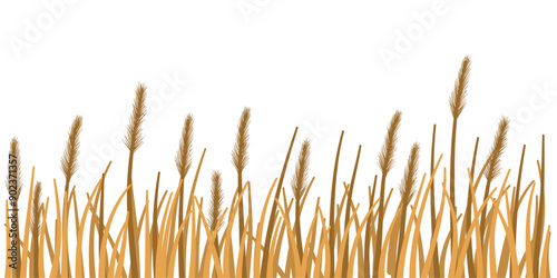 Grass plant