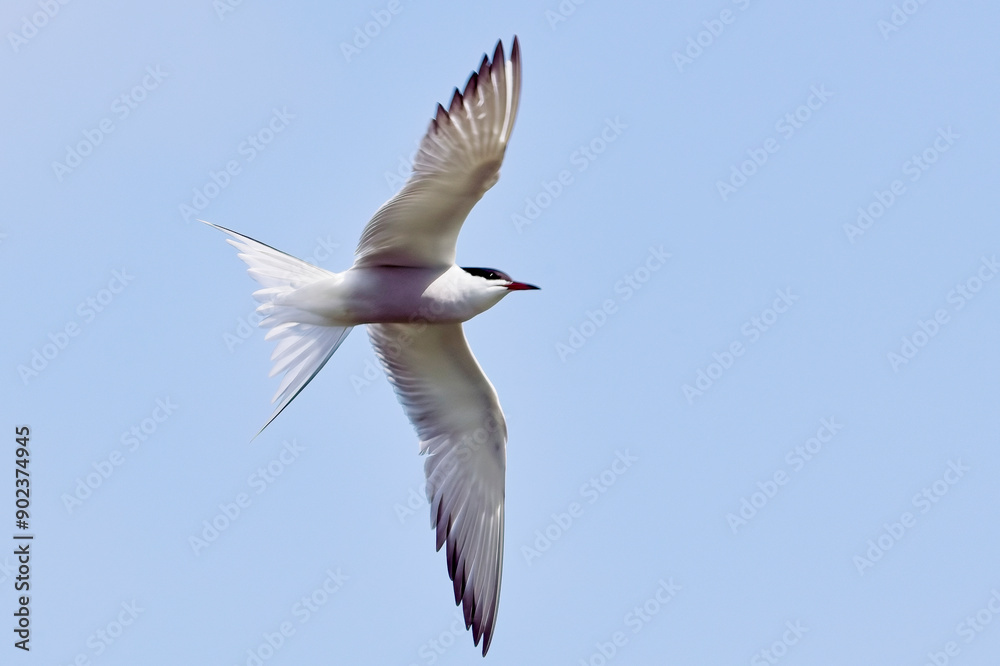 Fototapeta premium Common Tern, (Sterna hirundo), adult, summer-plumage, in flight, Cambridgeshire, England, UK.