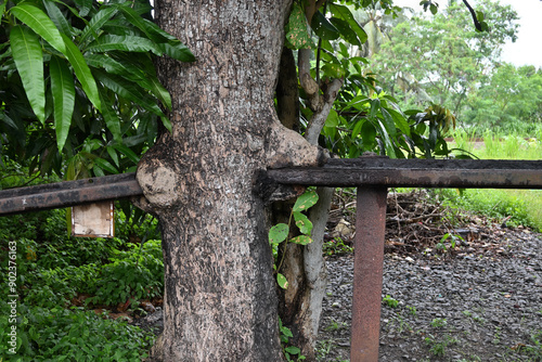 A rare sight of an Indian almond tree trunk growing through an old steel rail