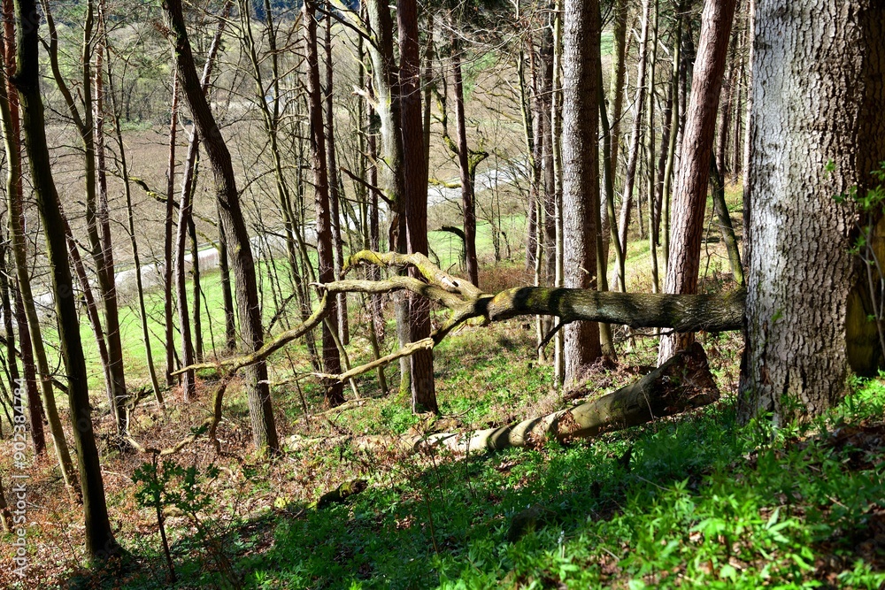 Fallen tree trunks with roots in the forest on a steep hill