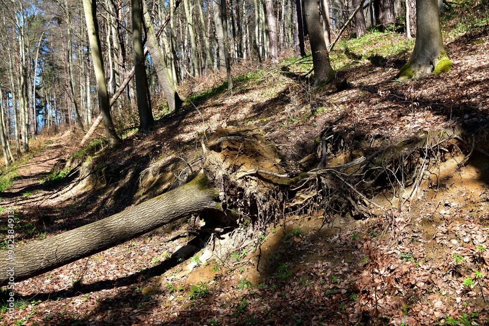 Fallen tree trunks with roots in the forest on a steep hill