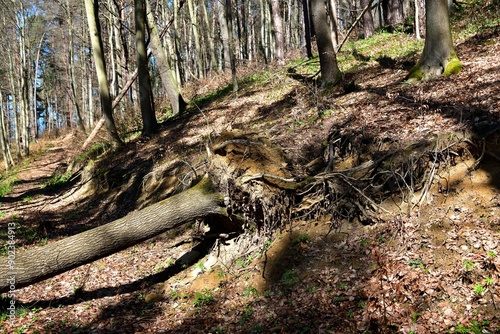 Obraz na płótnie Fallen tree trunks with roots in the forest on a steep hill w salonie