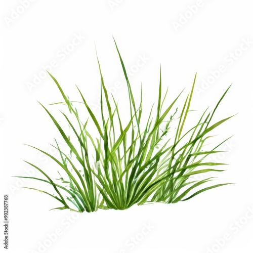 the AI Image Generator, Nutsedge with a white background, © boying