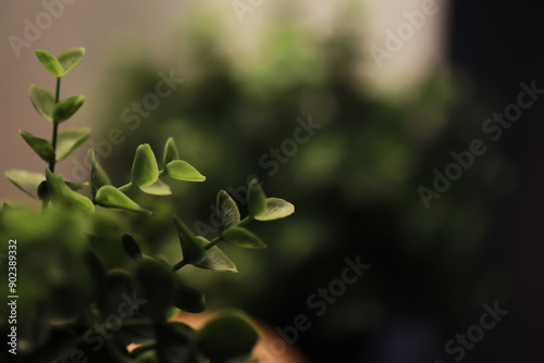 Close-Up of Green Foliage with Soft Focus Background for Natural and Calming Imagery