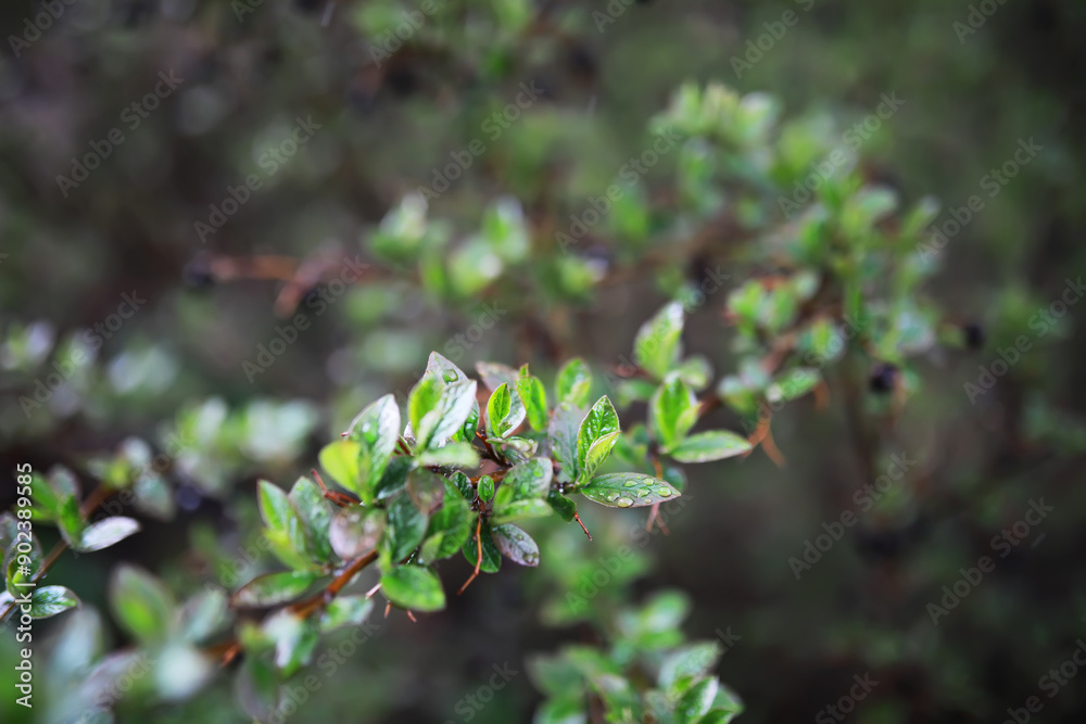 Close-up of Dew-covered Green Leaves on a Branch in a Lush Forest Close-up of Dew-covered Green Leaves on a Branch in a Lush Forest