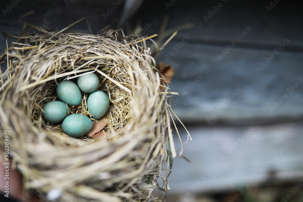 Close-Up of Robin's Nest with Five Green Blue Eggs in Natural Straw Nest Outdoors Close-Up of Robin's Nest with Five Green Blue Eggs in Natural Straw Nest Outdoors