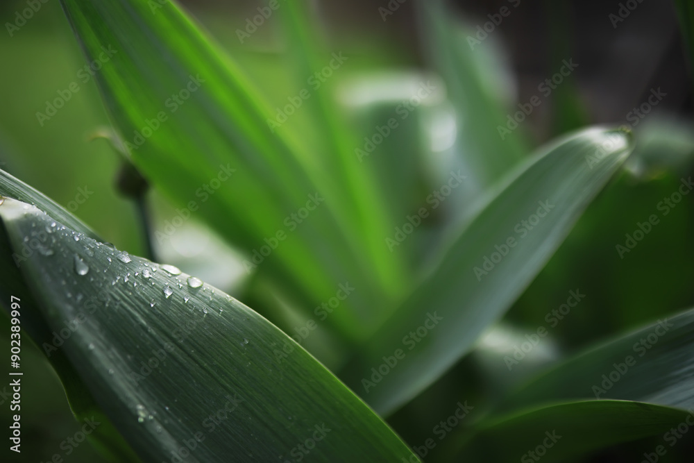 Close-up of Dew on Green Leaves in Natural Garden Setting Close-up of Dew on Green Leaves in Natural Garden Setting