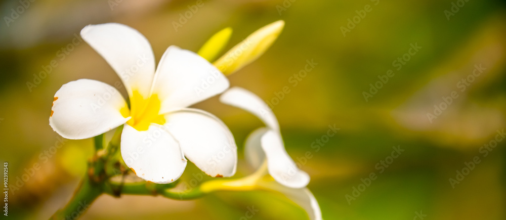 Fototapeta premium Plumeria flower on a tree. White tropical frangipani flower. Tropical landscape of beautiful plants and flowers.