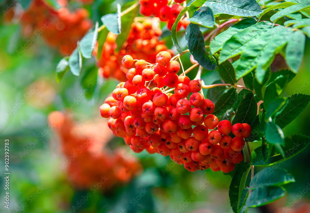Orange rowan berries hang on the branches Orange rowan berries hang on the branches