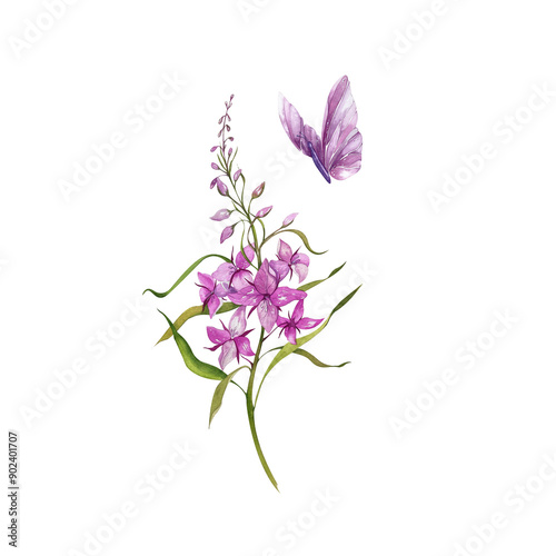 Fireweed Flower. Blooming Sally. Butterfly. Set. Watercolor Sketch Illustration. Wild Plants. Design Elements for Tea Products, Postcards, Home Kitchen Textiles photo