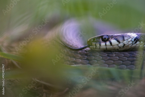 Fototapeta Couleuvre à collier, Natrix natrix, Serpent.