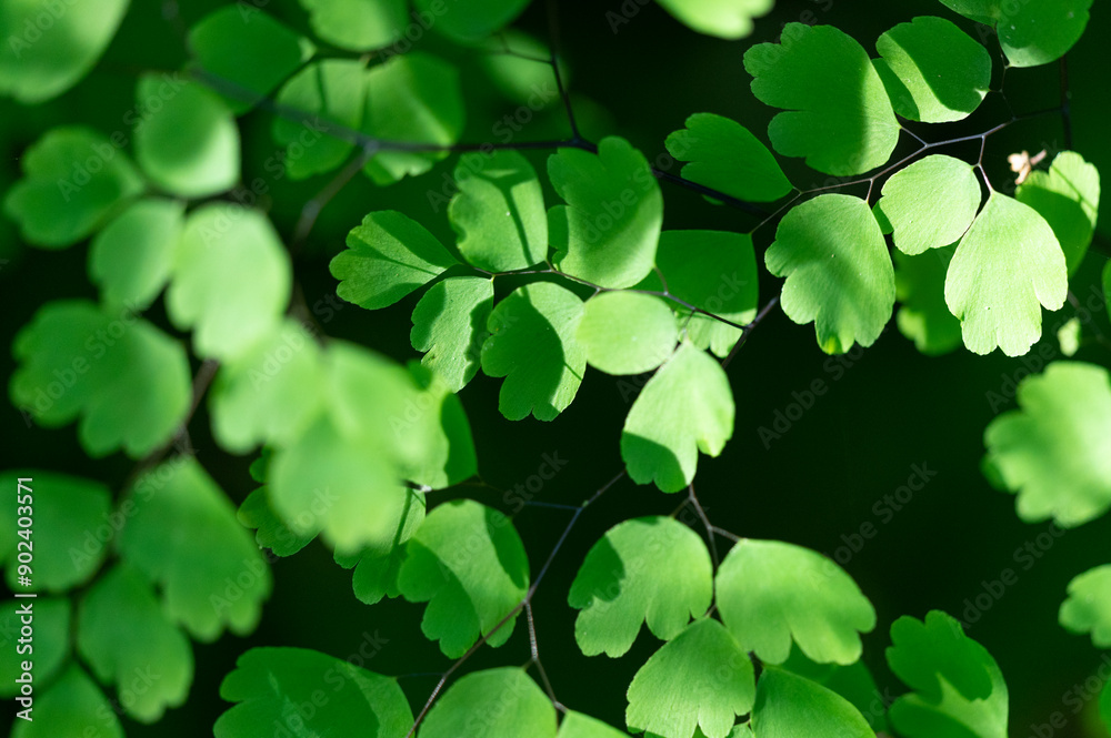 Adiantum raddianum, cheveux de jeune fille, Cheveux de Vénus, fougère, Paraguay Adiantum raddianum, cheveux de jeune fille, Cheveux de Vénus, fougère, Paraguay