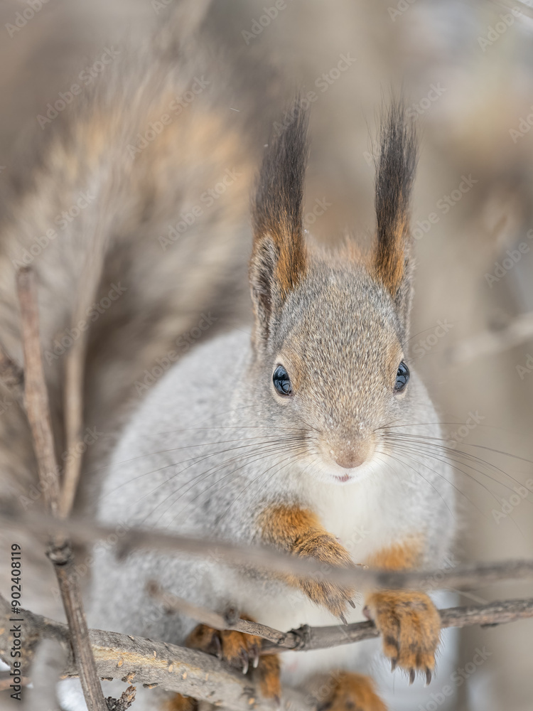 The squirrel sits on a branches without leaves in the winter or autumn The squirrel sits on a branches without leaves in the winter or autumn