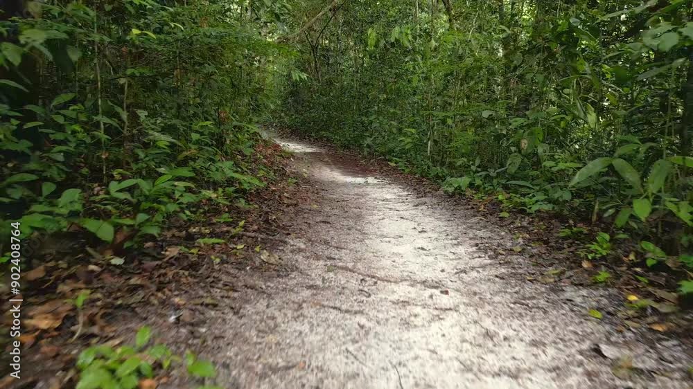 Video of the Amazon rainforest inside, trails in the middle of the jungle, surrounded by forests with white sand floors, Amazon rainforests, recorded in high definition, varillal forest Video of the Amazon rainforest inside, trails in the middle of the jungle, surrounded by forests with white sand floors, Amazon rainforests, recorded in high definition, varillal forest