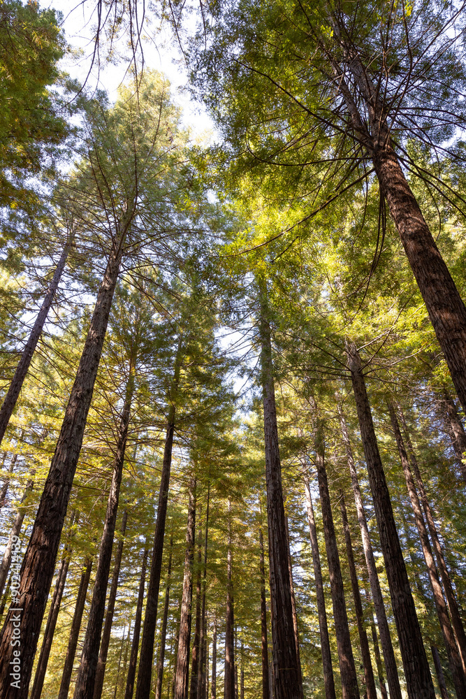 Naklejka premium underneath tall redwoods in the day
