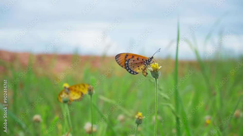 Beautifulw Butterfly fying over flowers and glasses in the field. Beautifulw Butterfly fying over flowers and glasses in the field.