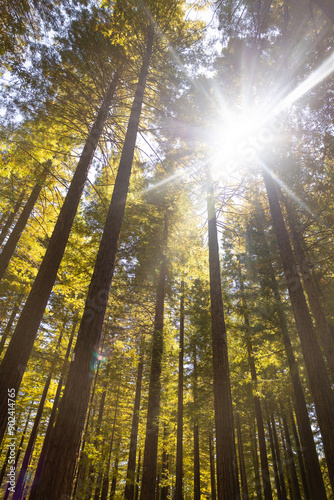 Quadro em tela underneath tall redwoods in the day