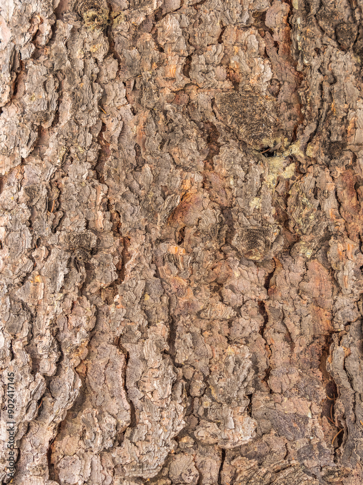 Bark texture and background of a old fir tree trunk. Detailed bark texture. Natural background Bark texture and background of a old fir tree trunk. Detailed bark texture. Natural background