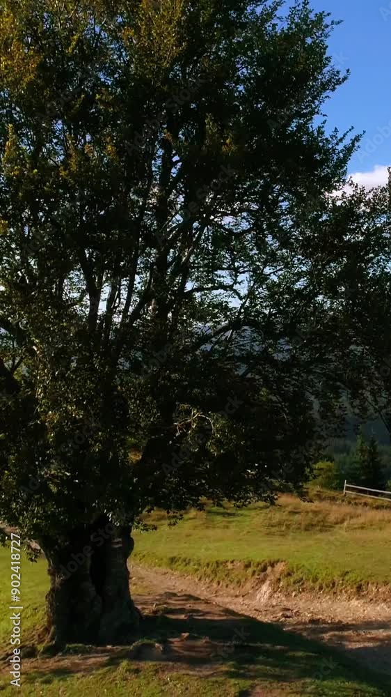 Mountainous area in summer. Musician performing music among beautiful wild nature. Female cellist playing the musical instrument on a top of a hill. Vertical video Mountainous area in summer. Musician performing music among beautiful wild nature. Female cellist playing the musical instrument on a top of a hill. Vertical video