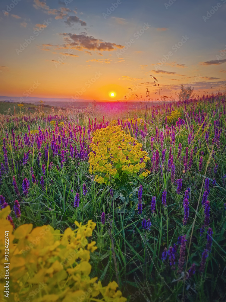 Naklejka premium Beautiful summer sunset over the colorful blooming meadow with purple wild sage flowers and yellow cypress spurge blossoms
