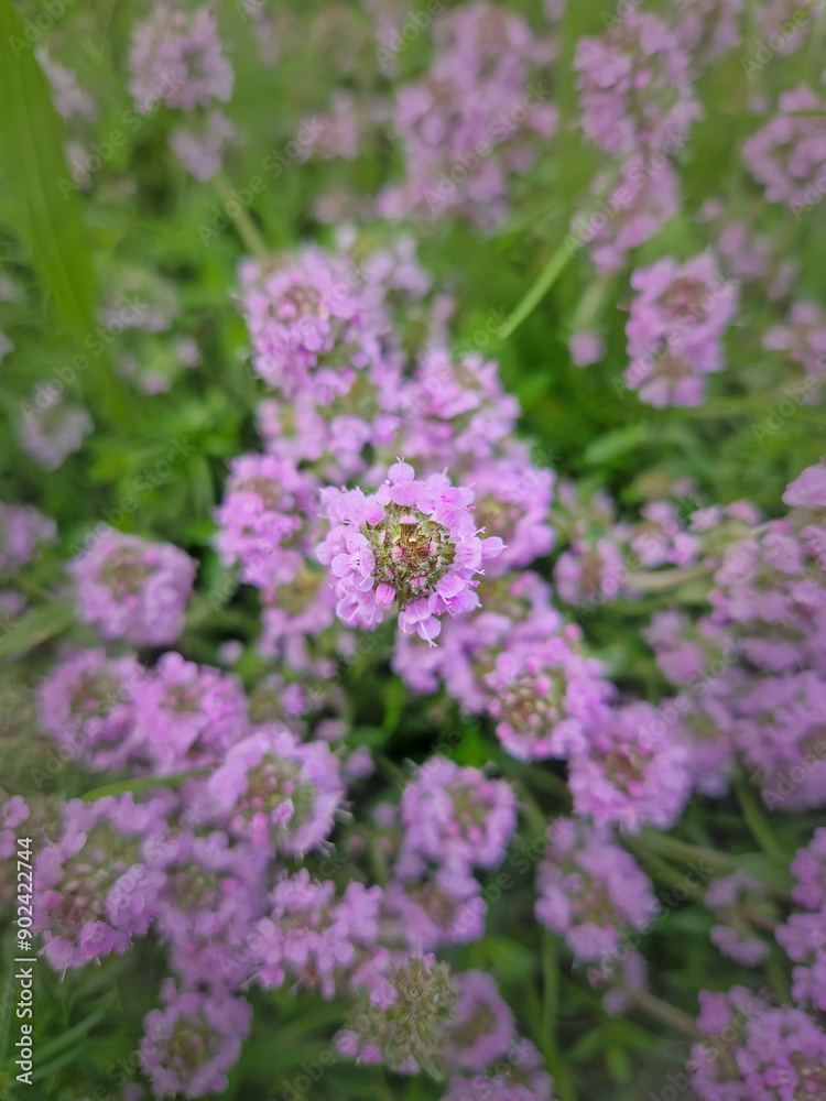 Obraz premium Closeup blooming wild creeping thyme herb with pink blossoms. Thymus Serpyllum plant