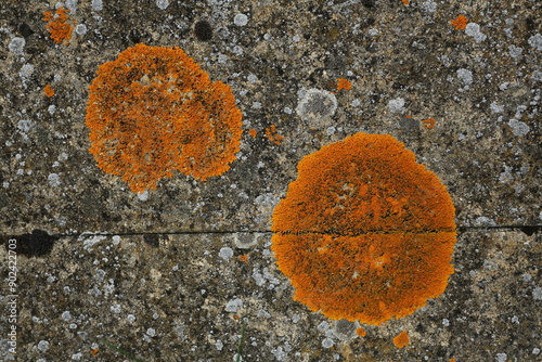 Tableau sur toile Tâches de lichen orange sur un mur
