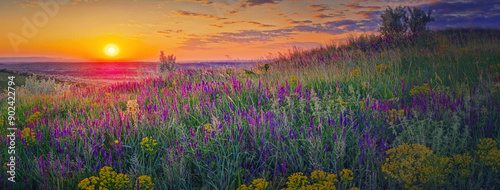 Wonderful summer sunset and a panoramic view to the colorful blooming meadow with wild sage purple flowers and yellow cypress spurge blossoms