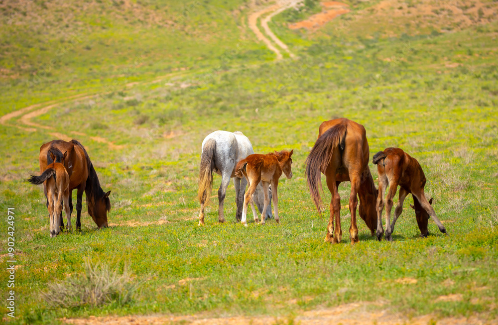 Fototapeta premium A herd of horses graze in the meadow in summer, eat grass, walk and frolic. Pregnant horses and foals, livestock breeding concept.