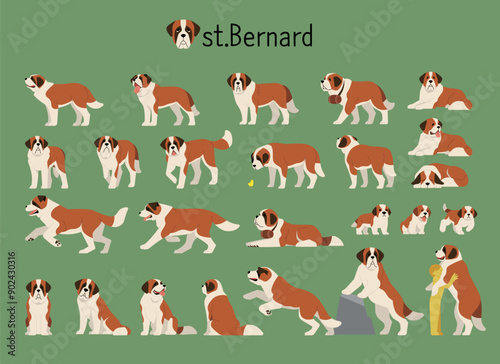 A collection of saint bernard dog behaviors. flat vector illustration.