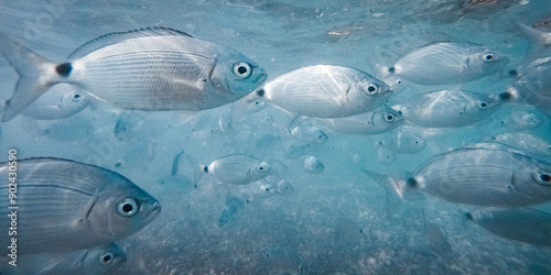 Banco di pesci che nuotano in acqua di mare azzurra