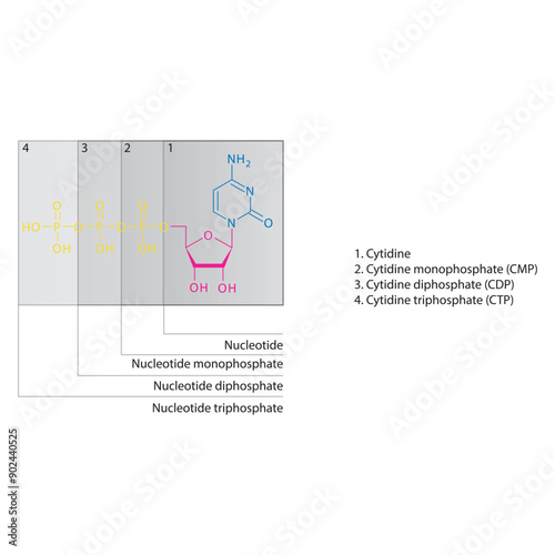 Diagram of nucleotide - Cytidine  mono, di and trip phosphate skeletal structure schematic illustration, Nucleoside molecule.