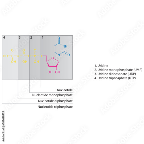 Diagram of nucleotide - Uridine  mono, di and trip phosphate skeletal structure schematic illustration, Nucleoside molecule.
