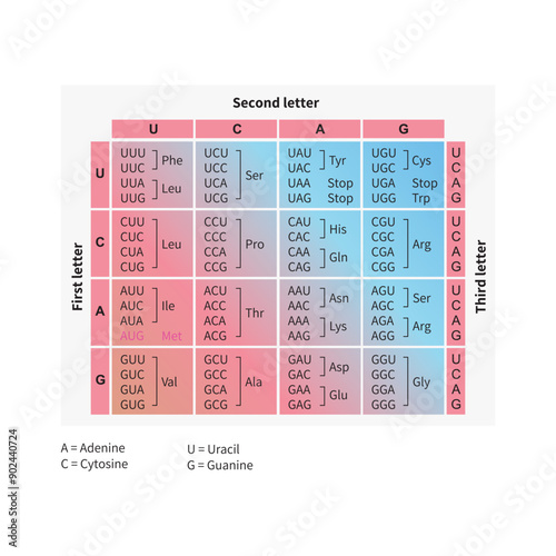 Table of RNA Codons - Genetic biological code of amino acids. Amino acid sequence chart. Eps 10 vector illustration.