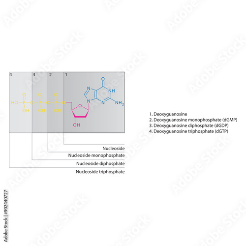 Diagram of nucleoside - Deoxyguanosine  mono, di and trip phosphate skeletal structure schematic illustration, Nucleoside molecule.