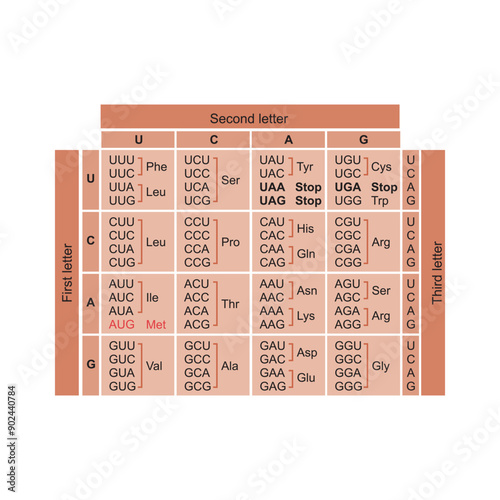 Table of RNA Codons - Genetic biological code of amino acids. Amino acid sequence chart. Eps 10 vector illustration. photo