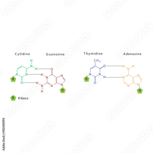 Diagram showing hydrogen bonds between DNA nitrogenous bases - Cytidine, Guanosine, Adenosine, Thymidine. simple schematic illustration.