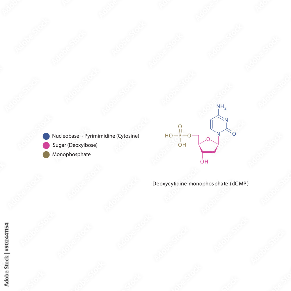 Deoxycytidine monophosphate (dCMP) skeletal structure schematic illustration, Nucleotide molecule. Deoxycytidine monophosphate (dCMP) skeletal structure schematic illustration, Nucleotide molecule.