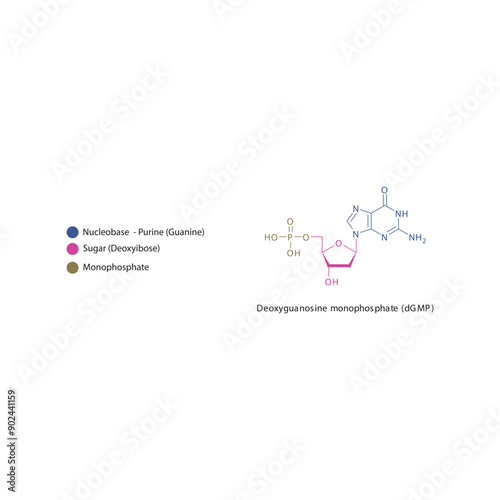 Deoxyguanosine monophosphate (dGMP) skeletal structure schematic illustration, Nucleotide molecule.