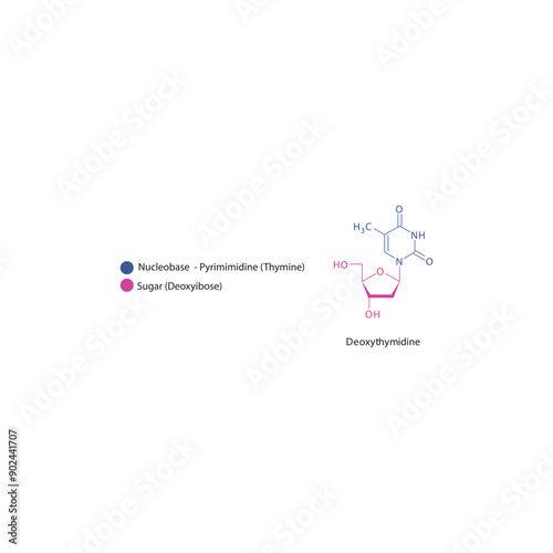 Deoxythymidine skeletal structure schematic illustration, Nucleoside molecule.