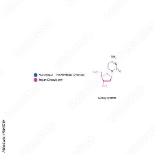 Deoxycytidine skeletal structure schematic illustration, Nucleoside molecule. photo
