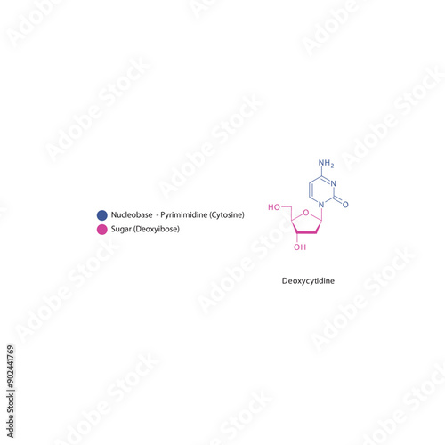 Deoxycytidine skeletal structure schematic illustration, Nucleoside molecule.