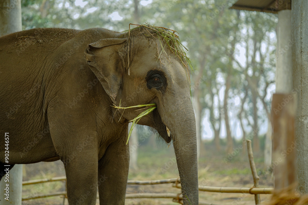 Fototapeta premium elephant in zoo