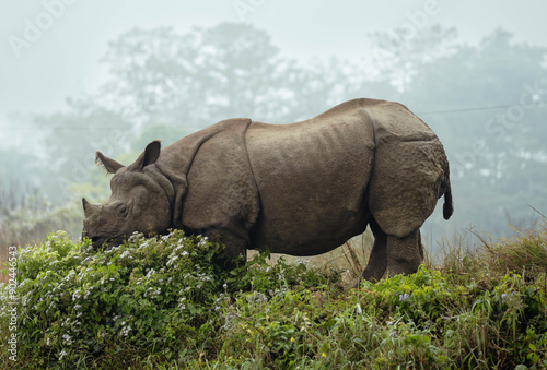 rhino in the grass